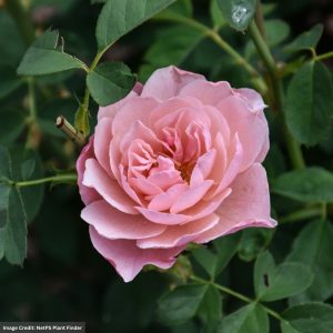 David Austin Rose – The Alnwick – #3 Container