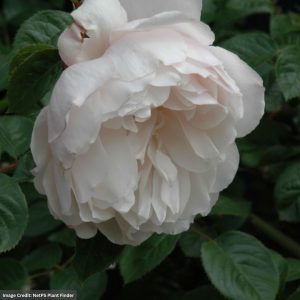 David Austin Rose – The Generous Gardener – #3 Container