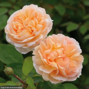 David Austin Rose – The Lady Gardener – #3 Container
