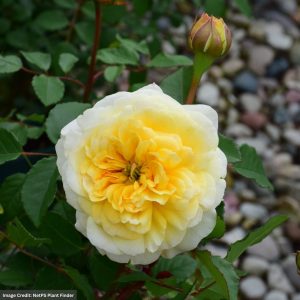 David Austin Rose – The Poet’s Wife – #3 Container