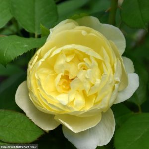 David Austin Rose – Vanessa Bell – #3 Container