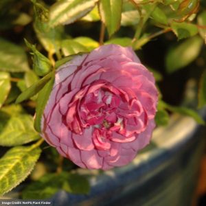Floribunda Rose – Veranda Lavender – #3 Container