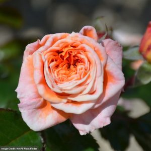 Floribunda Rose – Veranda Mango – #3 Container