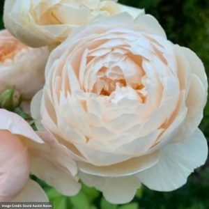 David Austin Rose – Windemere – #3 Container