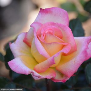 Hybrid Tea Rose – Enchanted Peace – #3 Container