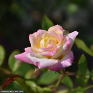 Shrub Rose – Easy Elegance Music Box – #3 Container