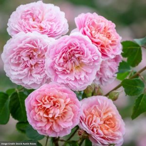 David Austin Rose – Eustacia Vye – #3 Container