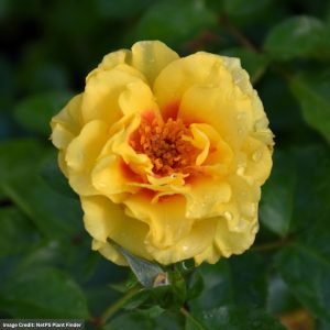 Climbing Rose – Rise Up Ringo – #3 Container