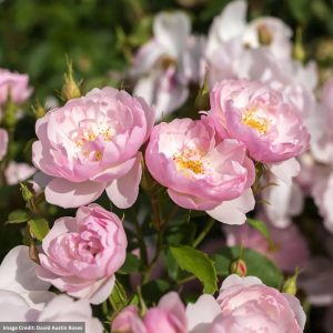 David Austin Rose – Scarborough Fair – #3 Container