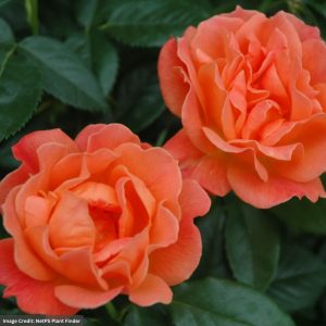 Floribunda Rose – Livin’ Easy – #3 Container