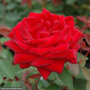 Shrub Rose – Easy Elegance Kashmir – #3 Container