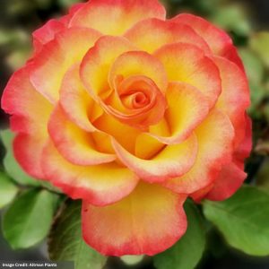 Floribunda Rose – True Sincerity™ – #2 Container