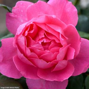 Hybrid Tea Rose – True Inspiration – #2 Container