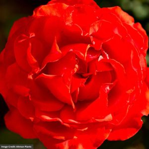 Hybrid Tea Rose – True Passion™ – #2 Container