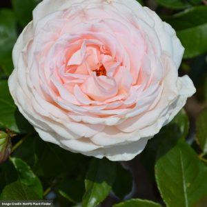 Hybrid Tea Rose – Martha Stewart – #3 Container