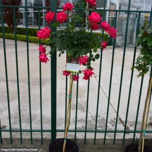 Knock Out® Rose – Double (Tree Form) – #3 Container