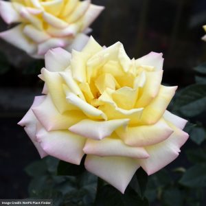 Hybrid Tea Rose – Peace (Tree Form) – #5 Container