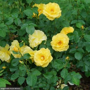 Shrub Rose – Reminiscent® Yellow – #3 Container
