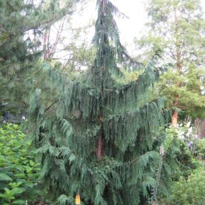 Cedar – Alaskan Weeping – 7ft – B&B