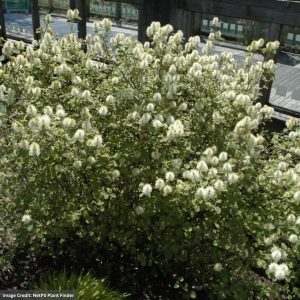 Fothergilla – Mount Airy – #3 Container