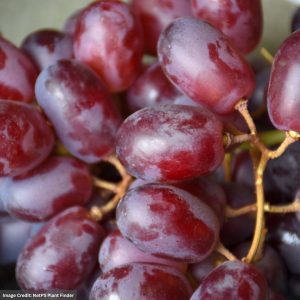 Grape – Reliance Red Seedless – #2 Container