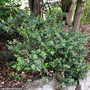 Holly – Meserve Blue Prince (M) – 2-2.5ft – #5 Container