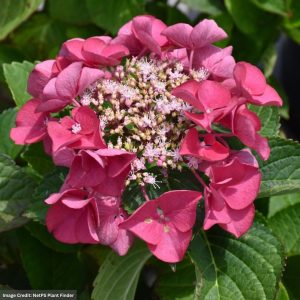 Hydrangea Macrophylla – Cherry Explosion – #2 Container