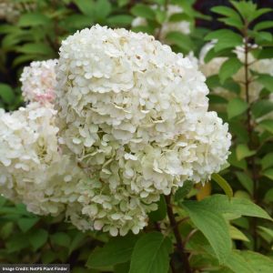 Hydrangea Paniculata – Bobo – #7 Container