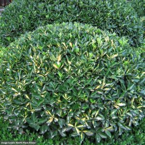 Wintercreeper (Euonymus) – Moonshadow – #3 Container
