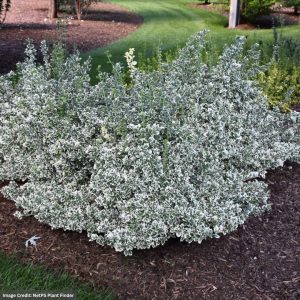 Wintercreeper (Euonymus) – White Album – #2 Container