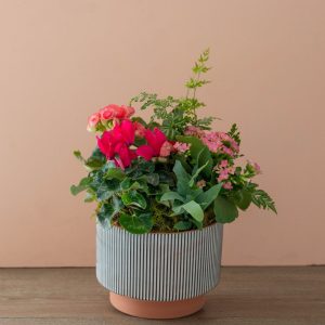 Flowering Indoor Garden