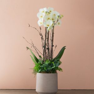 Woodland Whisper Orchid Garden