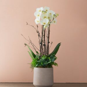 Woodland Whisper Orchid Garden