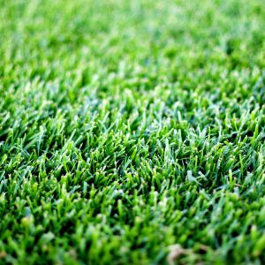 Sod – RTF® Grass – 500 SQFT – DIRECT SHIP