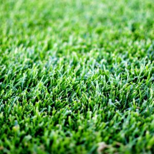 Sod – RTF® Grass – 600 SQFT – DIRECT SHIP