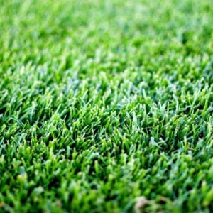 Sod – RTF® Grass – 600 SQFT – DIRECT SHIP