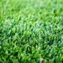 Sod – RTF® Grass – 600 SQFT – DIRECT SHIP