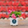 Begonia – Bada Bing Rose – 4″ Pot