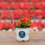 Begonia – Bada Bing Scarlet – 4″ Pot