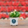 Begonia – Bada Bing White – 4″ Pot