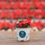 Begonia – Bada Boom Scarlet – 4″ Pot