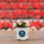 Begonia – Bada Boom White – 4″ Pot
