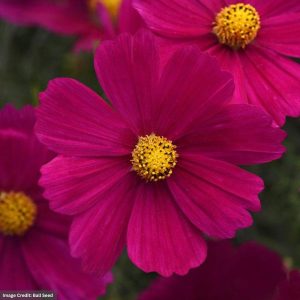 Cosmos – Sonata Carmine – 4″ Pot