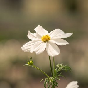 Cosmos – Sonata White – 4″ Pot