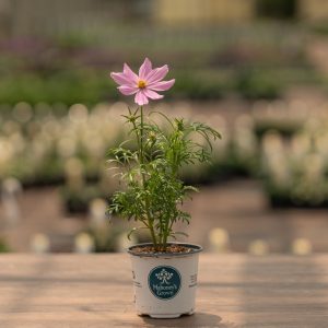 Cosmos – Sonata Mix – 4″ Pot