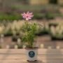 Cosmos – Sonata Mix – 4″ Pot