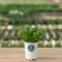 Ageratum – Bumble Bee Blue – 4.5″ Pot