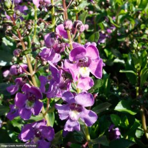 Angelonia – Serena Purple – 4.5″ Pot