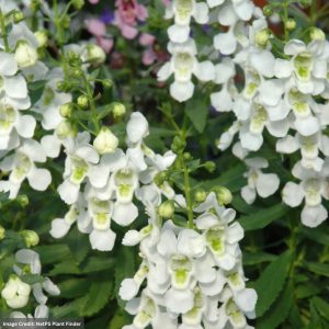 Angelonia – Serena White – 4.5″ Pot