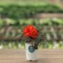 Begonia – Nonstop® Mocca Scarlet – 4.5″ Pot